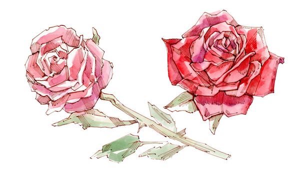 Rode rose. Aquarel illustratie. Isolatedon witte achtergrond. - Foto, afbeelding
