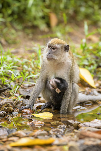 Macaque à longue queue - Macaca fascicularis, singe commun des forêts, forêts et jardins d'Asie du Sud-Est, Sumatra, Indonésie
. - Photo, image