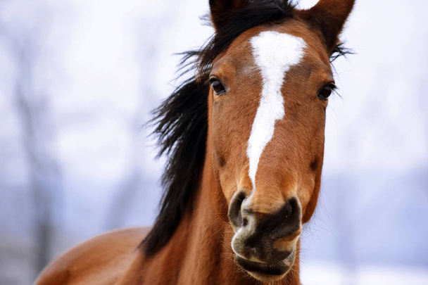 Correr belleza caballo en invierno
 - Foto, Imagen