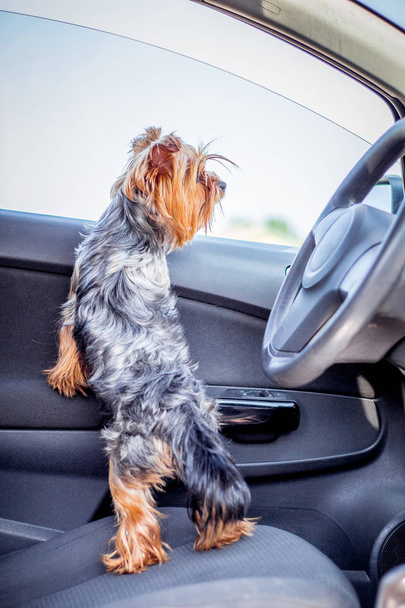 Malý pejsek plemene Yorkshire Terrier v autě při cestování, při pohledu v okně čekání na vlastníka - Fotografie, Obrázek