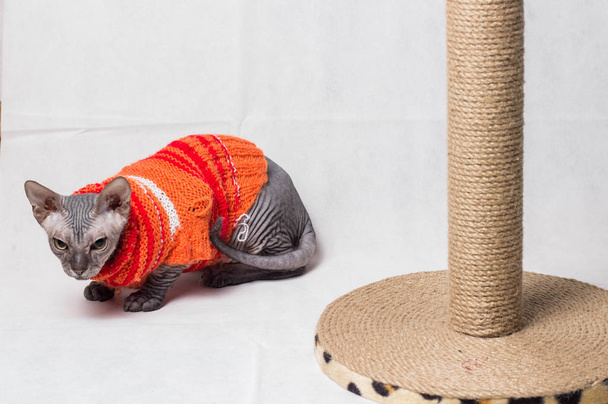 Kalju harmaa kissa sfinksi rotu oranssi villapaita pelaa kynsiä valkoisella taustalla
 - Valokuva, kuva