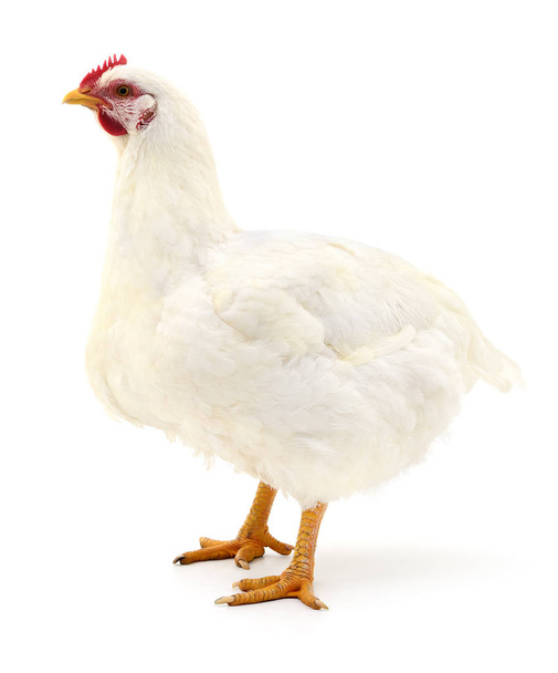 white hen isolated on white, studio shot - Фото, зображення