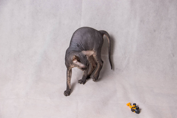 Alaston harmaa sfinksi kissa pelaa ja toimii valkoisella taustalla
 - Valokuva, kuva