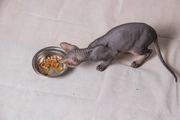 Alaston harmaa sfinksi kissa syö ruokaa rauta kulhoon
 - Valokuva, kuva
