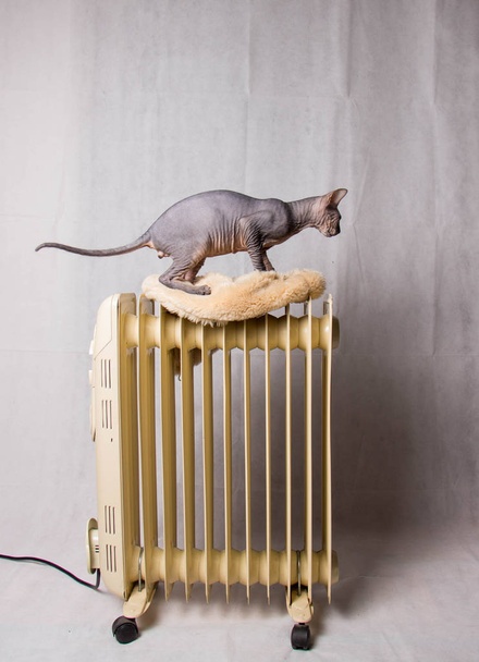 Nudo gatto grigio Sfinge sta sulla batteria
 - Foto, immagini