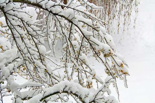 Crab apple tree limbs covered in snow with yellow apple in south west Michigan, États-Unis avec espace pour copier
. - Photo, image