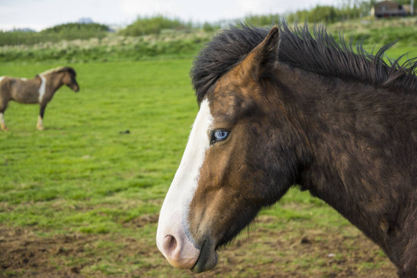 Kék szemű Izlandi ló - Fotó, kép