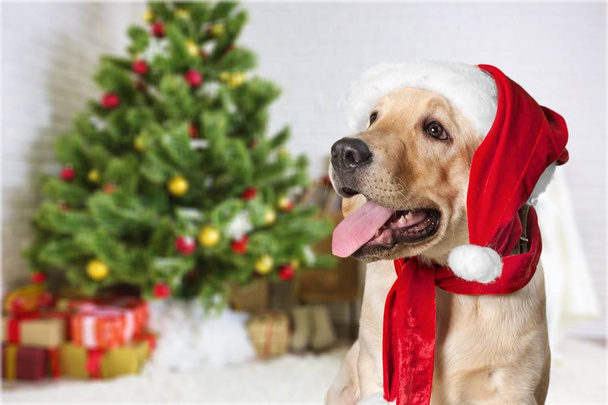 cute dog wearing red Santa hat near Christmas tree - Foto, Imagen