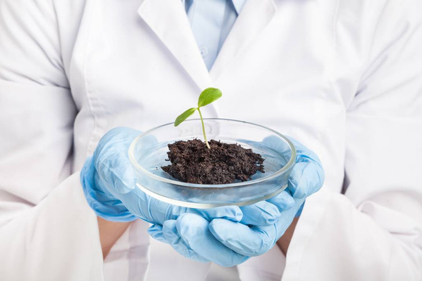 Scientist in lab holding new plant - Zdjęcie, obraz