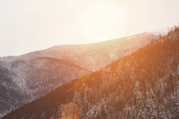 Hänge der Berge mit dichtem, schneebedecktem Nadelwald. Winterlandschaft - Foto, Bild