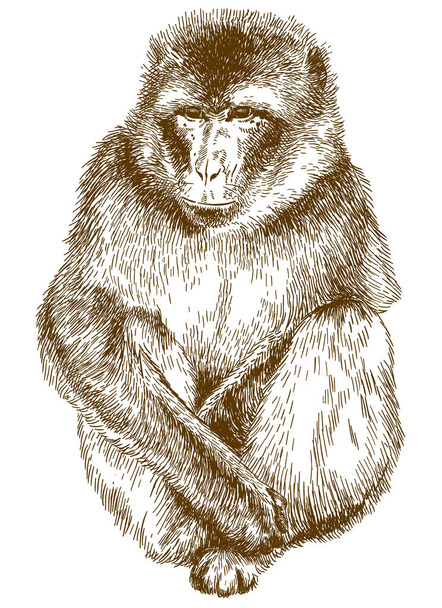 Vektor antiken Stich Zeichnung Illustration von Rhesusmakaken (macaca mulatta) isoliert auf weißem Hintergrund - Vektor, Bild