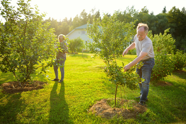 Happy senior couple gardening in apple tree orchard - Foto, Bild
