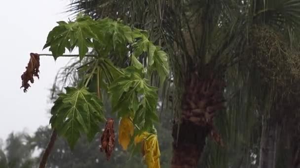 Szene eines jungen Papayabaums mit Palme während eines tropischen Regensturms in Neapel, Florida, Früchte sind zu sehen, mit Audio. - Filmmaterial, Video