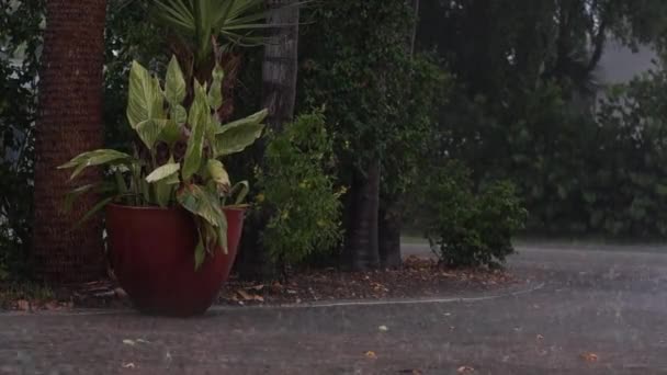 Vista de grande vaso de plantas e árvores ao longo da calçada durante a tempestade tropical em Nápoles Florida, rua pode ser visto inundações, com áudio
. - Filmagem, Vídeo