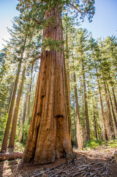 ελαιώνα Tuolumne sequoias - Φωτογραφία, εικόνα