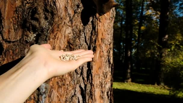 Страшна білка на дереві нюхає очищене насіння і тікає, повільний рух
 - Кадри, відео