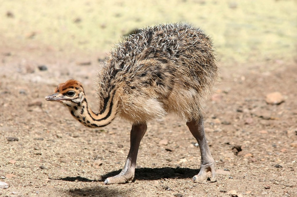 Cute Baby Ostrich - Фото, изображение