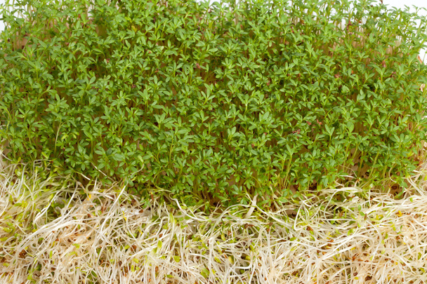 verse alfalfa spruiten en tuinkers op witte achtergrond - Foto, afbeelding
