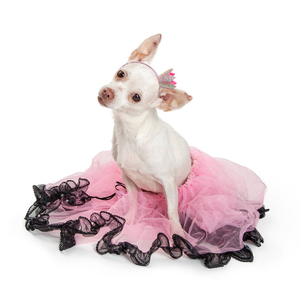 Melko valkoinen väri Chihuahua koira yllään vaaleanpunainen tutu ja kruunu heeadband valkoisella taustalla
  - Valokuva, kuva