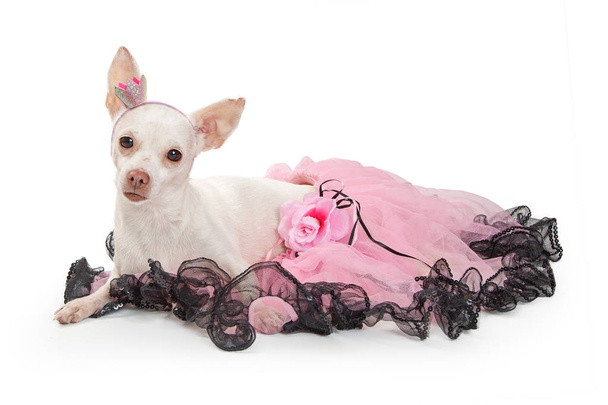 Pes Chihuahua pěkně bílou barvu na sobě růžové sukénce a koruna heeadband vleže na bílém pozadí  - Fotografie, Obrázek