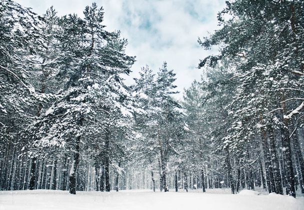 Una hermosa escena de temporada de invierno en época de Navidad
 - Foto, Imagen