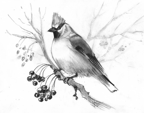 hand-drawn sketch waxwing on a beige background - Photo, Image