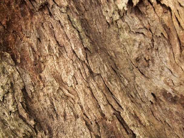 Textura de corteza de árbol de cerca - Foto, Imagen