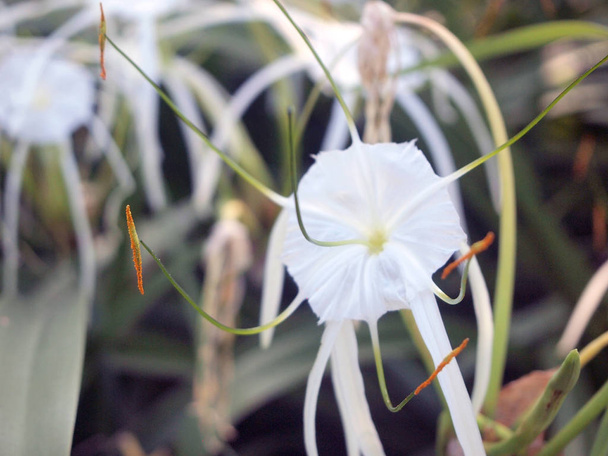 White Spider Lily or Amaryllidaceae Spider Lily - Photo, Image