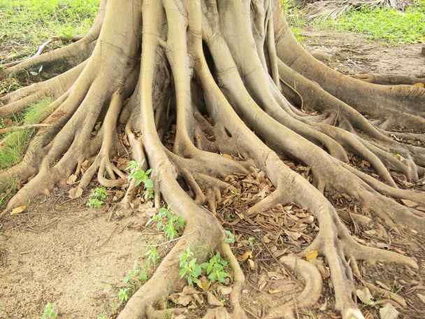 Лісове дерево з корінням
 - Фото, зображення
