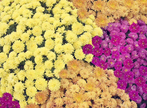 Colorful Chrysanthemum flowers background - Foto, imagen