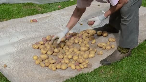 vieille femme mains cueillir cueillir récolte pommes de terre naturelles cuisinier
 - Séquence, vidéo