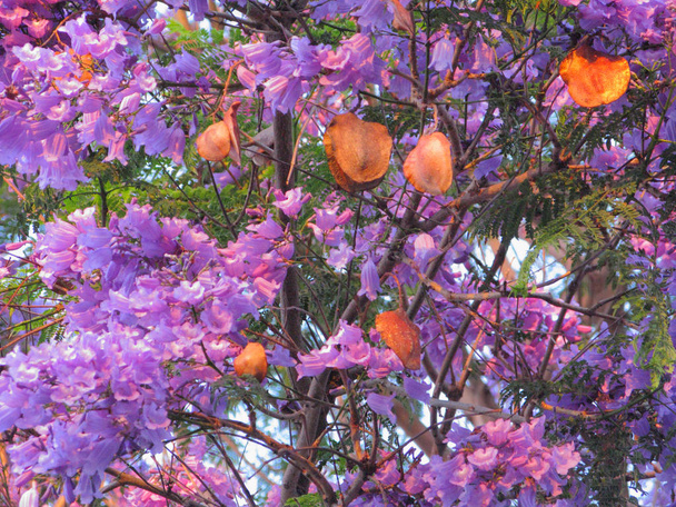 Ανθίζοντας δέντρο Jacaranda μωβ-μπλε με καφέ φρούτα λοβό - Φωτογραφία, εικόνα