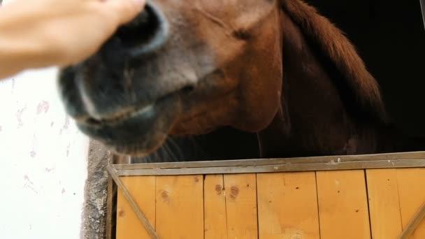 El hombre acaricia a un caballo en un establo, un semental huele y trata de morder, en cámara lenta
 - Metraje, vídeo