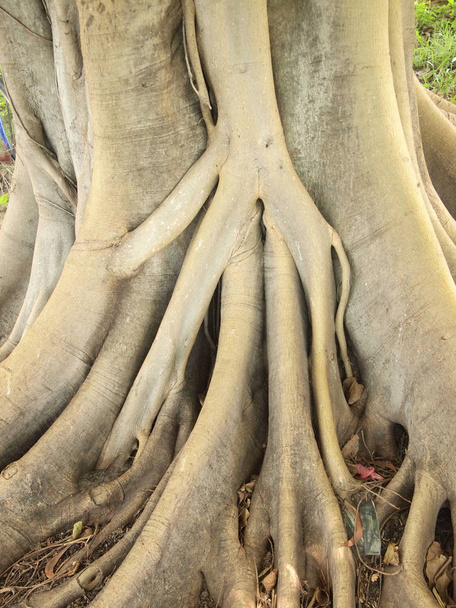 Дерево с корнями
 - Фото, изображение
