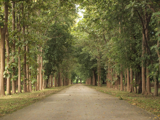 road and around trees - Photo, Image