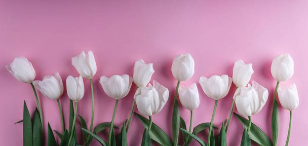 Fehér tulipán virágok keresztül világos rózsaszín háttér. Üdvözlőkártya vagy esküvői meghívó. Lapos feküdt, felülnézet, másol hely. Széles kompozíció - Fotó, kép