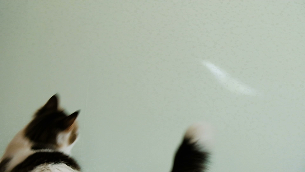 Gato pega um coelho ensolarado na parede, animal de estimação pula atrás do feixe câmera lenta
 - Filmagem, Vídeo