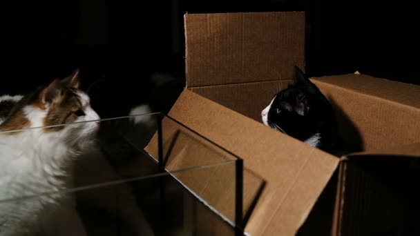 Funny reaction of a cat punch in the face with paw - fights in box, slow motion - Footage, Video