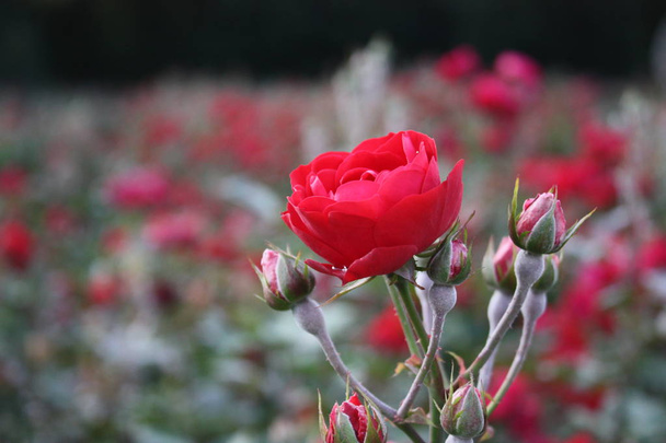 Červené růže kvetoucí v zahradě - Fotografie, Obrázek