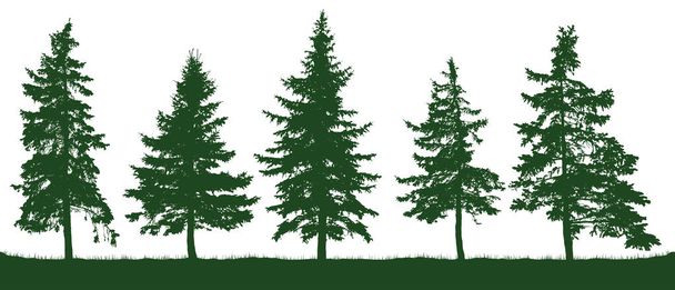 Силуэт лесных елок. Рождественская елка Хвойная зеленая ель. Вектор на белом фоне, изолированные объекты. Парк, парк, сад
 - Вектор,изображение
