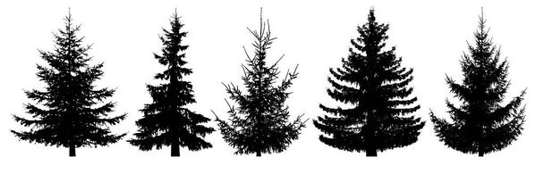 Лесные деревья установлены. Изолированный векторный силуэт. Рождественская елка, ель, сосна, сосна, шотландская ель, кедр
 - Вектор,изображение