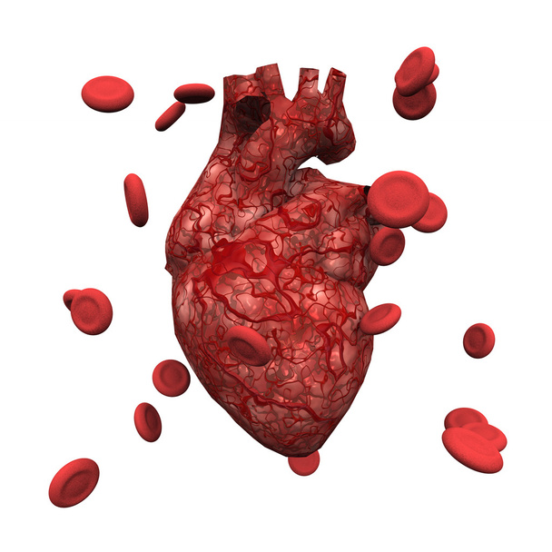 Human Heart and Blood Cells - Фото, изображение