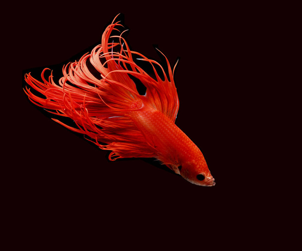 Poissons de combat, poissons rouges sur fond noir, poissons de combat siamois couleur Halfmoon Betta
.. - Photo, image