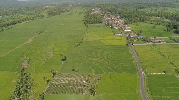 Rýžové terasy a zemědělská půda v Indonésii - Fotografie, Obrázek