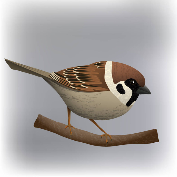 Sparrow bird vector illustration - Wektor, obraz