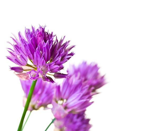 Summer lilac flowers - Zdjęcie, obraz