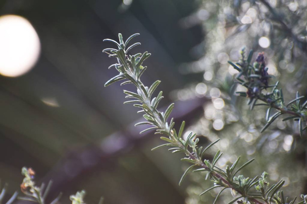 ローズマリー植物ハーブ キプロス - 写真・画像