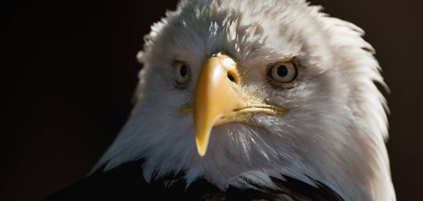 Retrato de águila de cola blanca águila calva, presa nacional americana pájaro en el fondo de pantalla negro
 - Foto, Imagen
