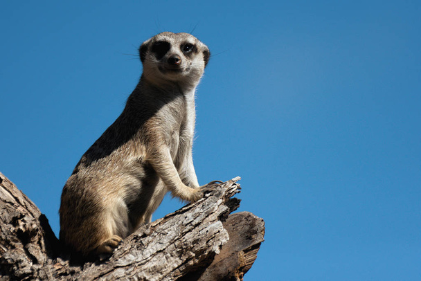 Meerkat, alias suricate, assis debout sur le tronc de l'arbre et regardant autour en alerte
 - Photo, image