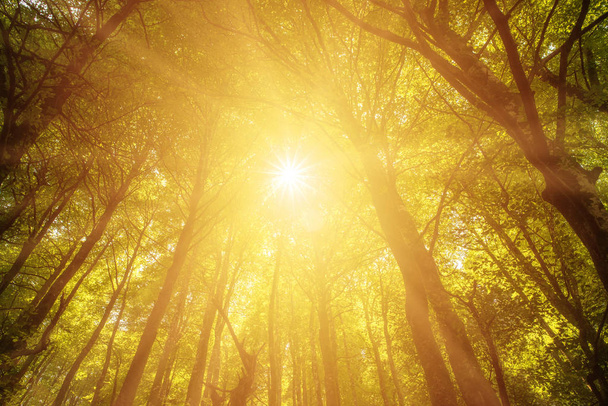 Ακτίνες και το φως του ήλιου μέσα από τα δέντρα του δάσους, Ισπανία - Φωτογραφία, εικόνα